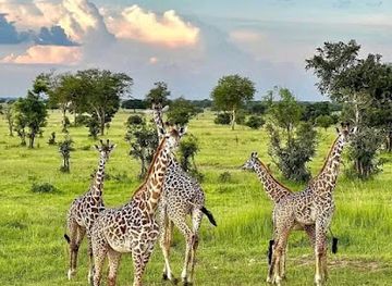 tanzania/central-zone/attraction/chiriku-safari-zanzibar