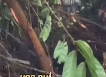 cameroon/campo-ma-an-national-park/attraction/conservation-parc-nacional-de-campo-ma-an-wwf