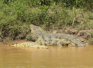 rwanda/karisimbi-volcano/attraction/crocodile-zone