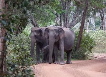 sri-lanka/anuradhapura/attraction/wilpattu-national-park-entrance-hunuwilagama