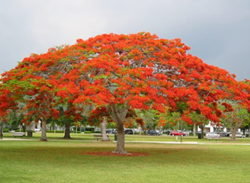 lebanon/chouf-district/attraction/mountain-view-jacaranda-garden