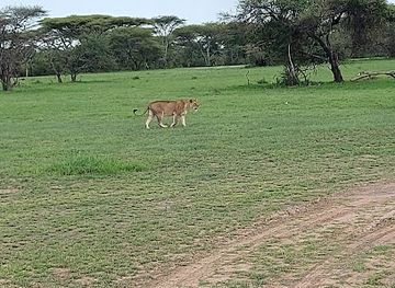 tanzania/serengeti-national-park/attraction/ente-tour-oparetoris