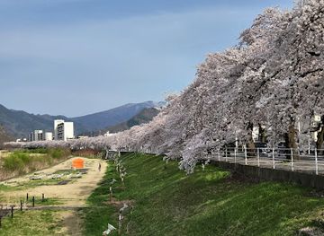 japan/tohoku/attraction/mamigasaki-sakura-line