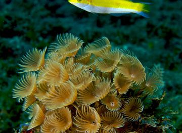 haiti/labadee/attraction/okap-reef