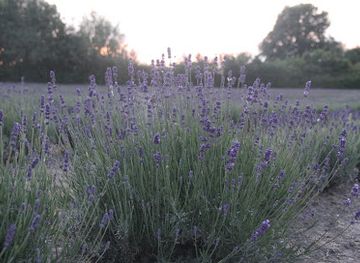 belgium/campine-kempen/attraction/limburg-lavendel