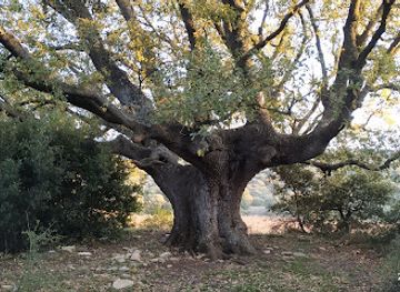 spain/catalonia-pyrenees/attraction/roure-d-ancosa