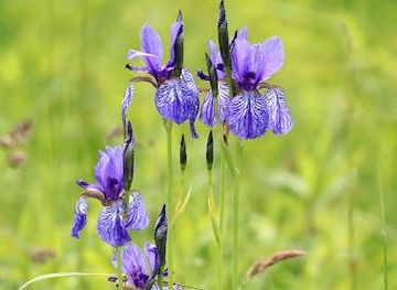 liechtenstein/gamprin/attraction/eriskircher-ried