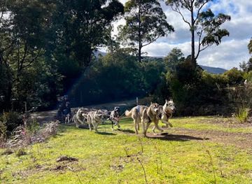australia/mount-field-national-park/attraction/sled-dog-adventures-tasmania