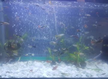 madagascar/vakinankaratra/attraction/betta-mada