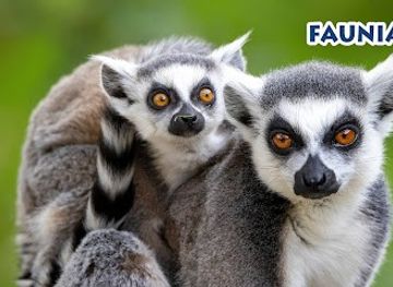 spain/madrid/attraction/faunia