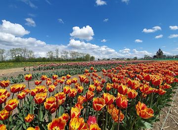 ukraine/tysovets/attraction/tulip-field