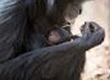 south-carolina/table-rock-state-park/attraction/greenville-zoo