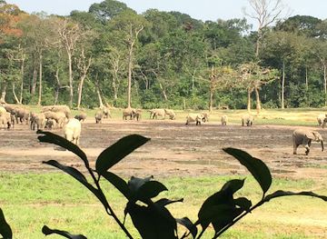 central-african-republic/sangha-mbaere/attraction/dzanga-bai-the-village-of-elephants
