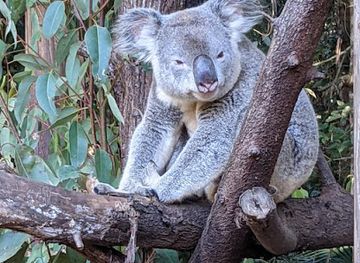 australia/sunshine-coast/attraction/wildlife-hq