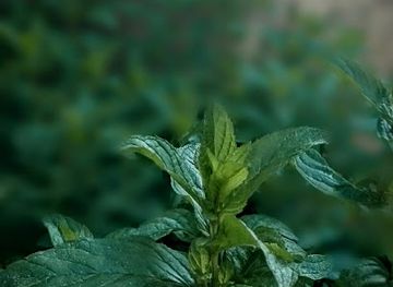 pakistan/sialkot/attraction/graveyard