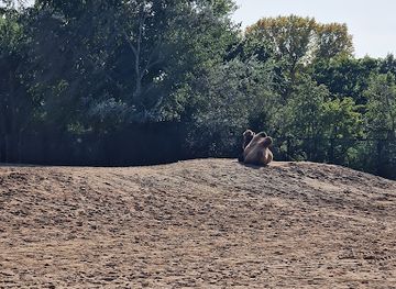 united-kingdom/chester/attraction/camels