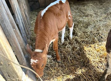 norway/vestfold/attraction/holt-gard