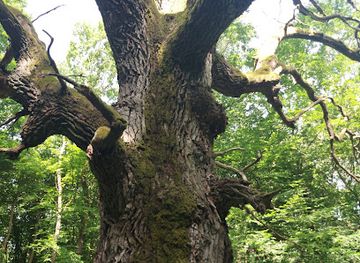 hungary/aggtelek-national-park/attraction/a-ragalyi-oreg-tolgy