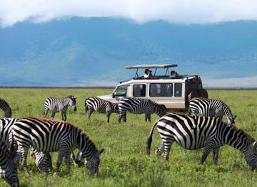 tanzania/serengeti-national-park/attraction/kiliserengoro-tours-best-tanzania-safari-tour-operator-serengeti-migration-kilimanjaro-climbing-company-in-arusha