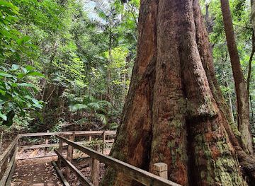 australia/mid-north-coast/attraction/bird-tree-picnic-area
