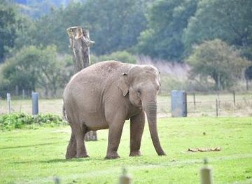 united-kingdom/windsor/attraction/whipsnade-zoo