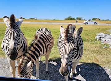 tennessee/northwest-tennessee/attraction/tennessee-safari-park