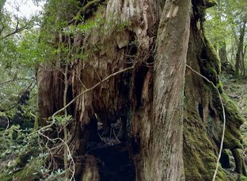 japan/yakushima/attraction/kaminarionji