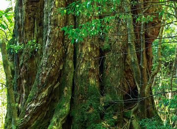 japan/yakushima/attraction/ThunderGodCedar