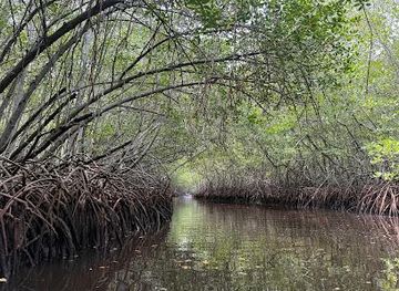 indonesia/bali/attraction/mangrove-point