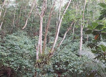 saint-lucia/laborie/attraction/allain-s-estate