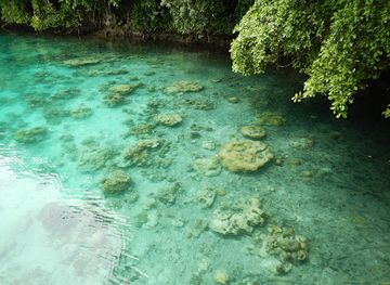 palau/eil-malk/attraction/jellyfish-lake