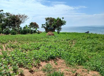 uganda/ssese-islands/attraction/queen-of-coffee-africa-ecotoruism-centre