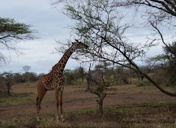 tanzania/southern-zone/attraction/leopard-tours-ltd