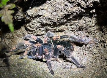 costa-rica/monteverde/attraction/ficus-trails-night-tour-monteverde