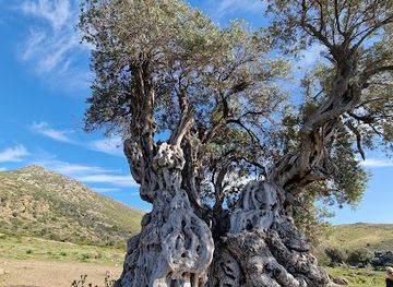 greece/saronic-gulf-islands/attraction/the-ancient-olive-grove-elaionas
