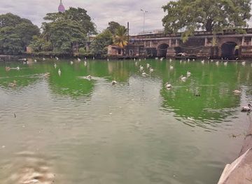 sri-lanka/gampaha-district/attraction/beira-lake-pelican-nest