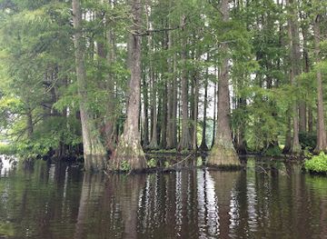 delaware/delaware-seashore-state-park/attraction/great-cypress-swamp