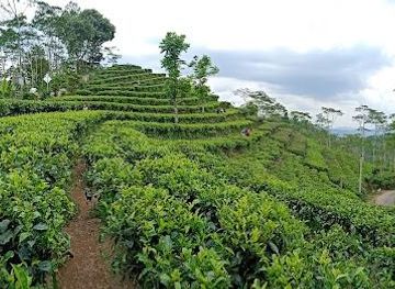 indonesia/yogyakarta/attraction/kebun-teh-nglinggo