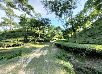 bangladesh/srimangal/attraction/tea-garden