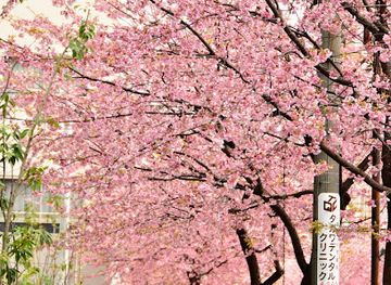 japan/nagoya/attraction/okan-zakura-no-namiki-michi-cherry-tree-lined-avenue