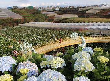 vietnam/dalat/attraction/canh-dong-hoa-cam-tu-cau
