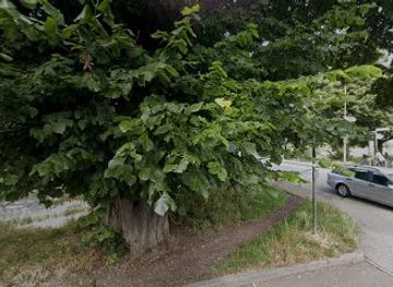 germany/freiburg/attraction/sommerlinde-naturdenkmal