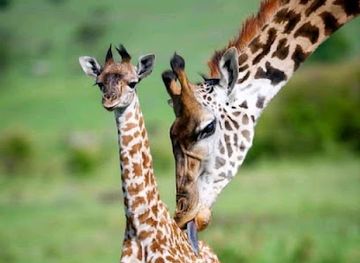 tanzania/arusha/attraction/sisi-africa-safari-s