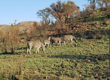 south-africa/bushveld/attraction/black-rhino-game-reserve