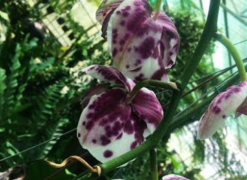 malaysia/kuching/attraction/LanHuaGongYuan