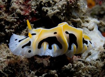 timor-leste/atauro-island/attraction/west-rock-dili