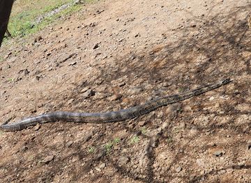kenya/lake-bogoria/attraction/snake-park