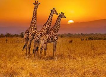 south-africa/cape-town/attraction/beyond-africa-safaris