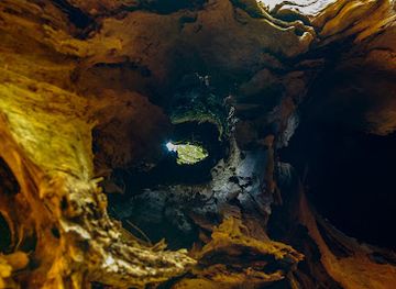 japan/yakushima/attraction/Feng-Shen-Cedar
