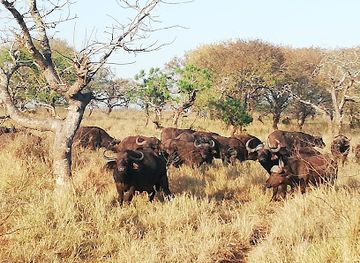 south-africa/zululand/attraction/manyoni-private-game-reserve-north-gate